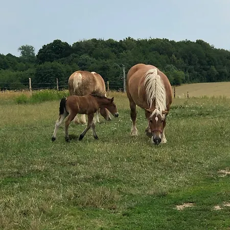 U Maksa W Slonecznych Apartamentach Apartment