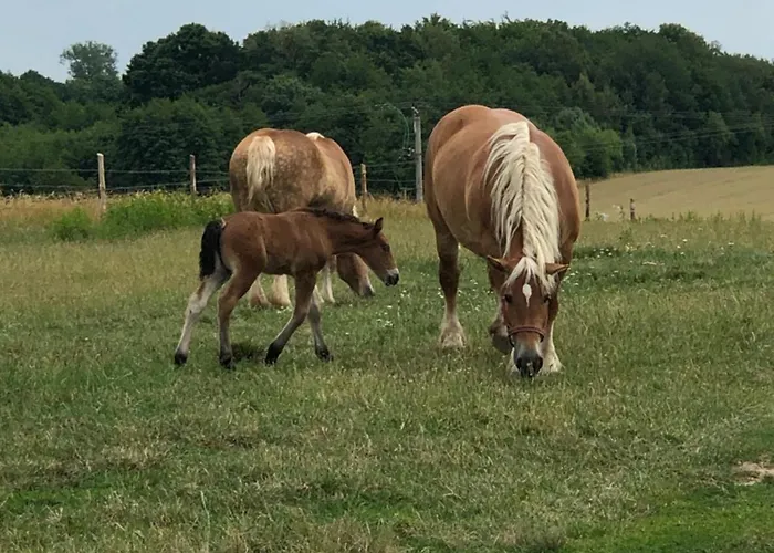 U Maksa W Slonecznych Apartamentach Lejlighed